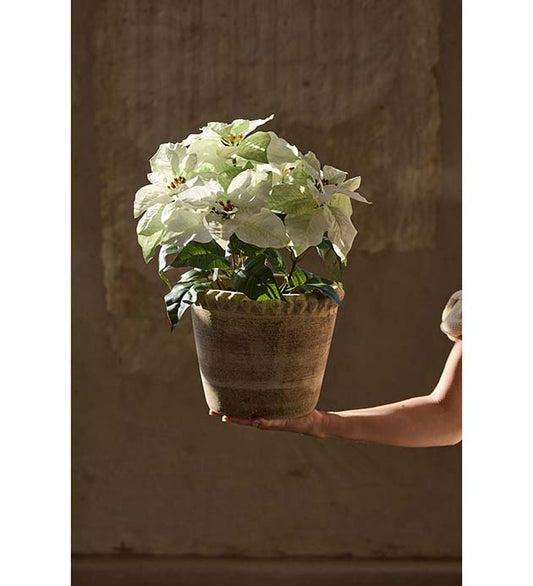 Julstjärna Vit 45 cm