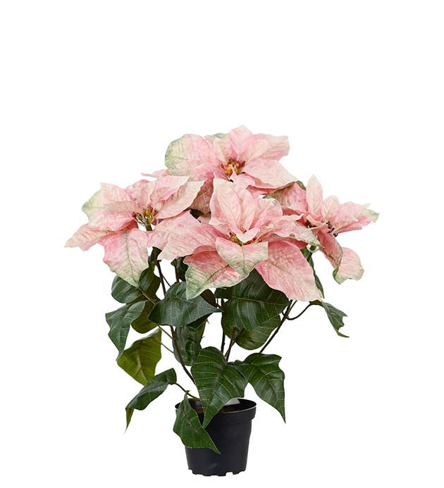 Julstjärna Rosa 45 cm