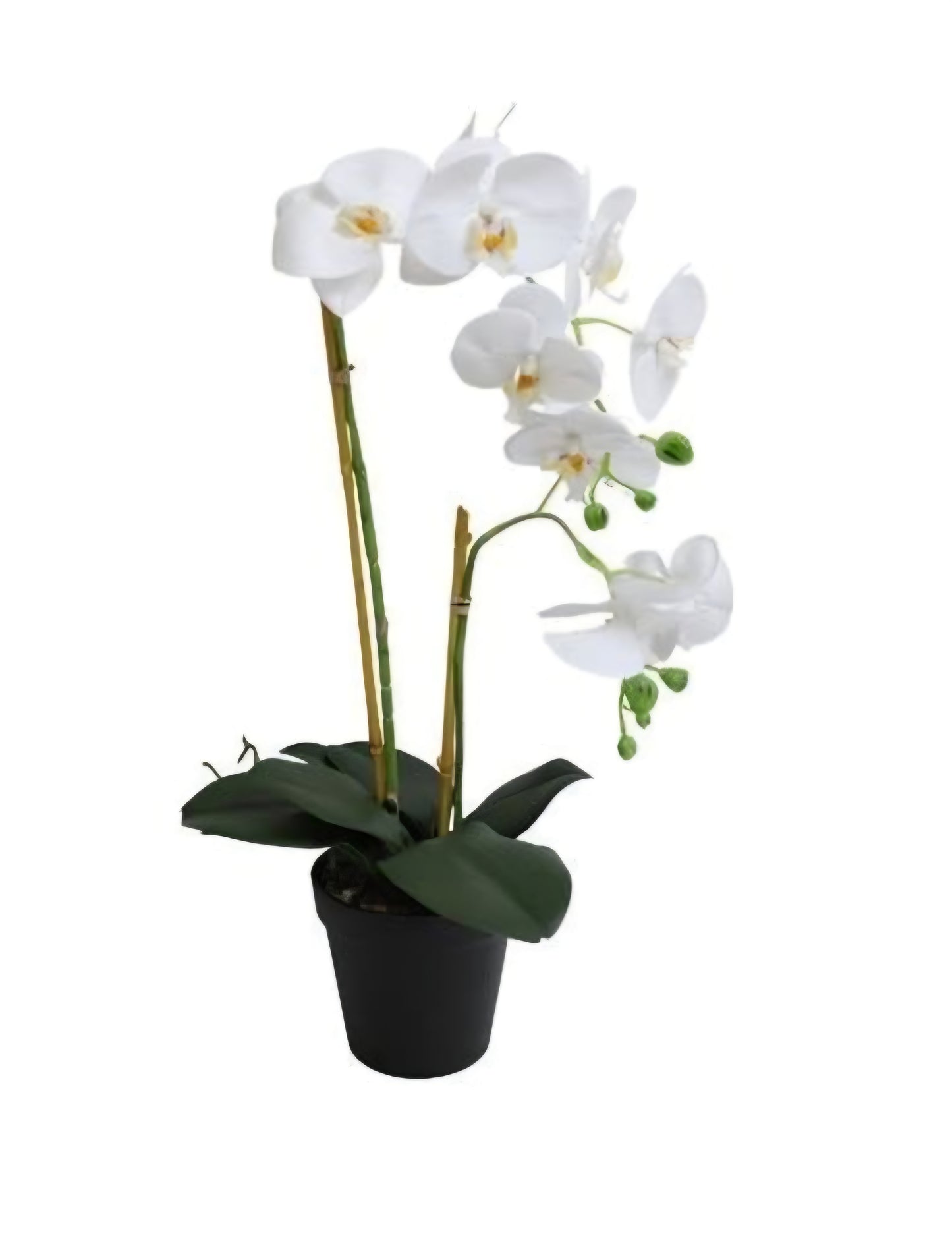 Konstgjord Orkidé 54 cm, 2 stam Vit