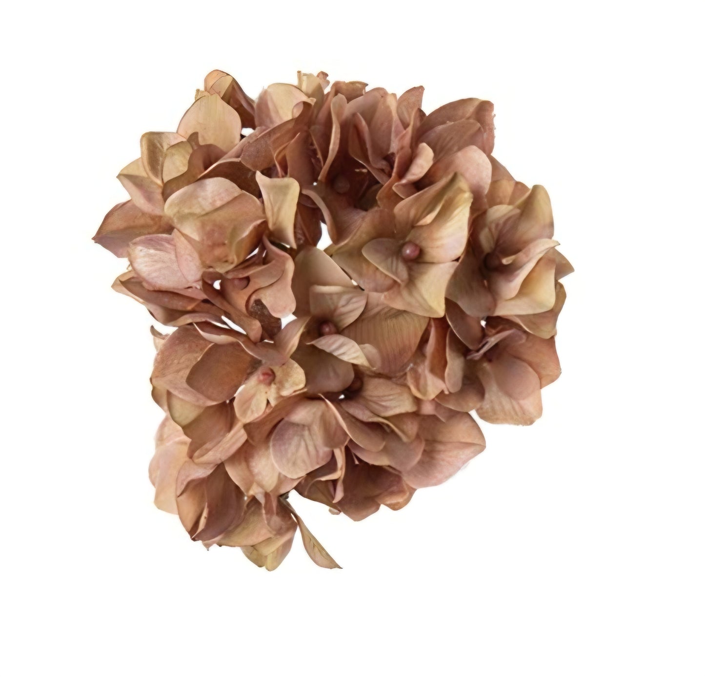 Hortensia med clips Beige
