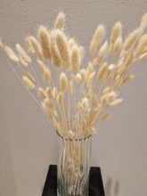Ladda upp bild till gallerivisning, Lagurus Rabbit tail Vit 80gr - Torkade blommor &amp; blad
