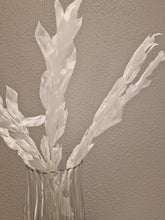 Load image into Gallery viewer, Large-leaved Ruscus White 5-pack- Preserved flowers &amp; leaves
