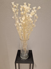 Load image into Gallery viewer, Torkade blommor &amp; blad, Nigella Orientalis vit
