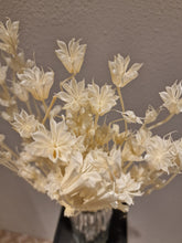 Load image into Gallery viewer, Torkade blommor &amp; blad, Nigella Orientalis vit

