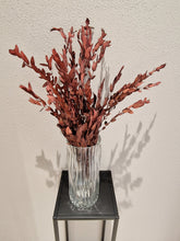 Load image into Gallery viewer, Konserverade blommor , Eucalyptus Vinröd Småbladig
