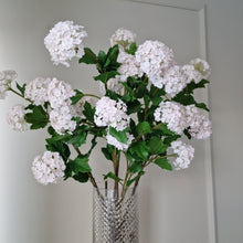 Ladda upp bild till gallerivisning, Olvon 96 cm Rosa
