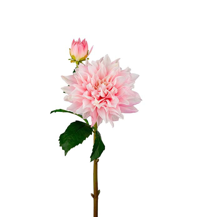 Dahlia rosa 70 cm