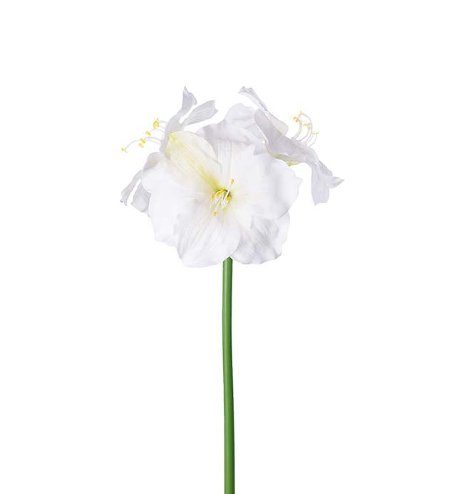 Amaryllis 65 cm Vit
