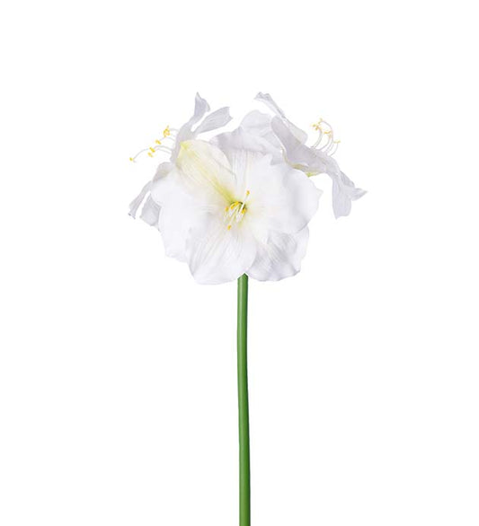 Amaryllis 65 cm Vit