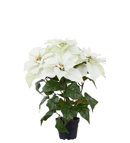 Julstjärna Vit