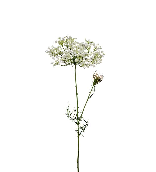 Allium 70 cm