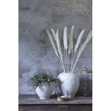 Load image into Gallery viewer, Pampas offwhite 70 cm 6-pack 
