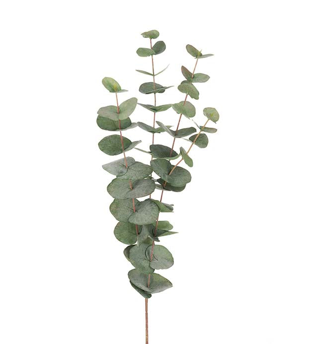 Eucalyptus 60 cm Grön