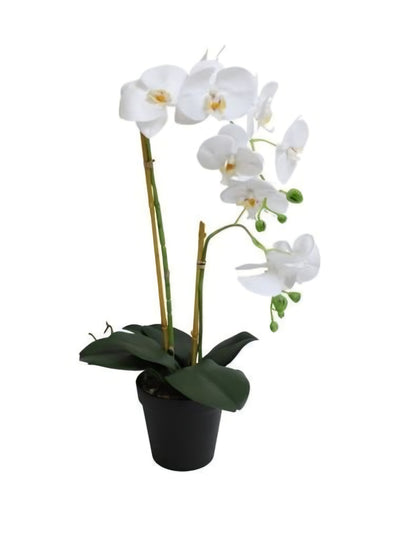 Konstgjord Orkidé 54 cm, 2 stam Vit