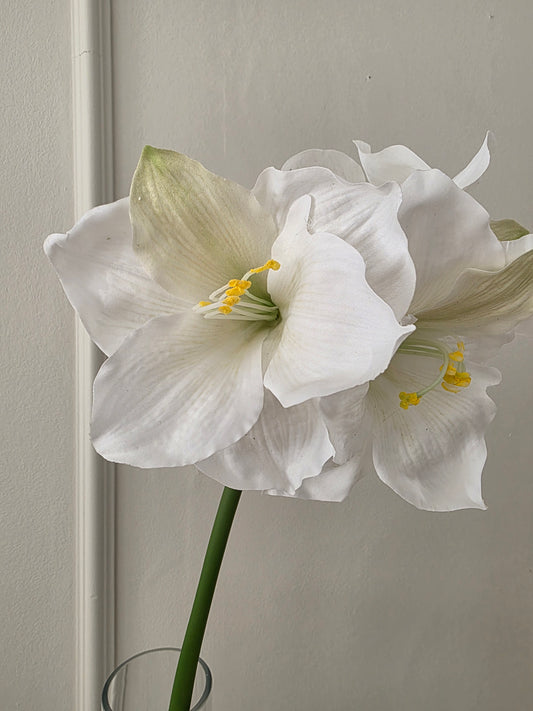 Amaryllis 65 cm Vit