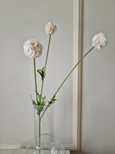 Load image into Gallery viewer, Scabiosa 60 cm
