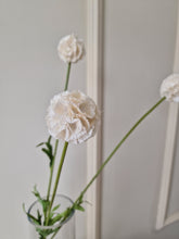 Load image into Gallery viewer, Scabiosa 60 cm
