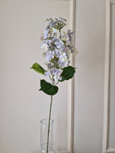 Ladda upp bild till gallerivisning, Syrénhortensia Blå 80 cm
