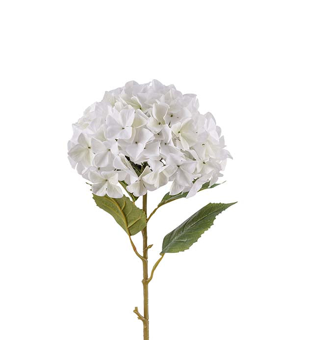 Hortensie 110 cm