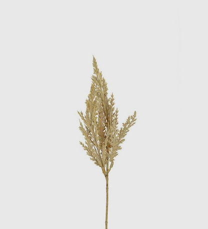 Pampasgräs 35cm