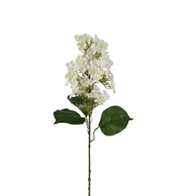 Ladda upp bild till gallerivisning, Syrénhortensia Vit 80 cm
