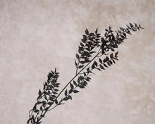 Load image into Gallery viewer, Ruscus Svart 100gr - Torkade blommor &amp; blad
