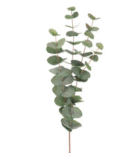 Ladda upp bild till gallerivisning, Eucalyptus 60 cm
