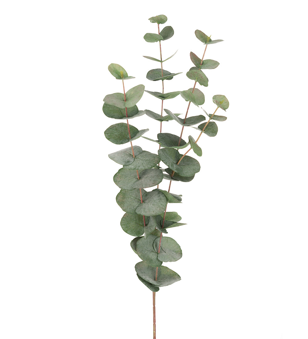 Eukalyptus 60 cm