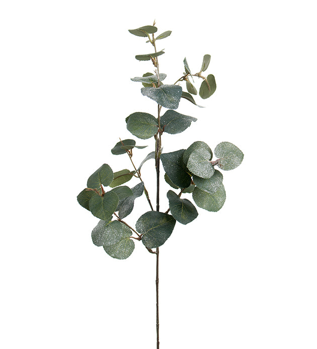 Eucalyptus med is 70 cm